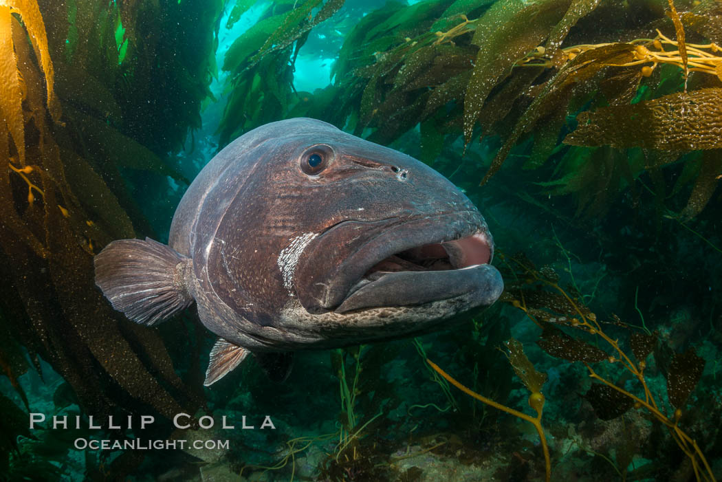 Giant black sea bass, endangered species, reaching up to 8' in length and 500 lbs, amid giant kelp forest. Catalina Island, California, USA, Stereolepis gigas, natural history stock photograph, photo id 33371