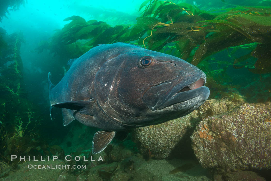 Giant Black Sea Bass, Catalina Island, Stereolepis gigas, California