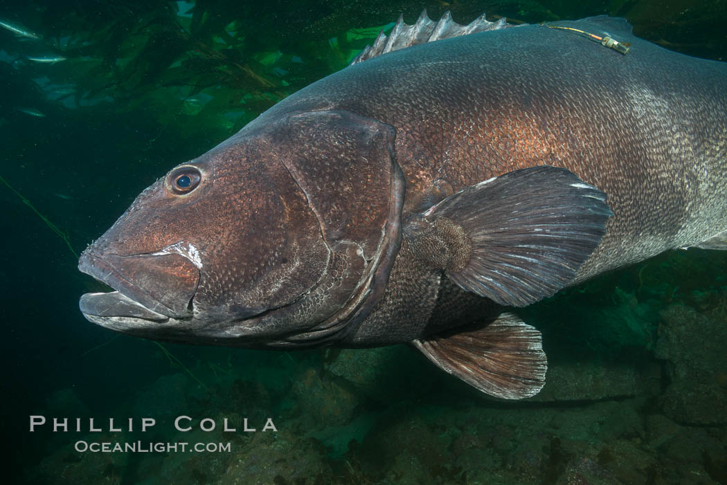 Giant black sea bass with research tag, endangered species, reaching up to 8' in length and 500 lbs, amid giant kelp forest. Catalina Island, California, USA, Stereolepis gigas, natural history stock photograph, photo id 33391