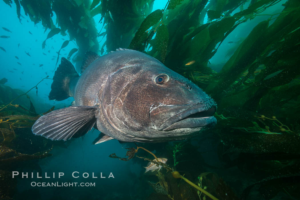 Giant black sea bass, endangered species, reaching up to 8' in length and 500 lbs, amid giant kelp forest., Stereolepis gigas, natural history stock photograph, photo id 33395