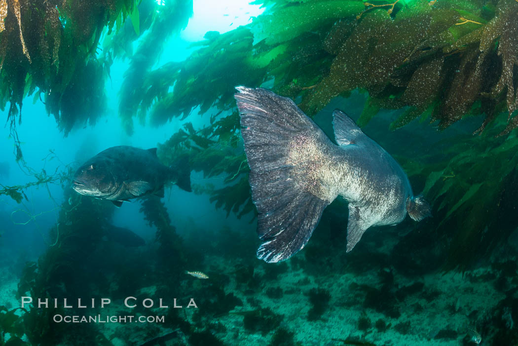 Giant black sea bass, endangered species, reaching up to 8' in length and 500 lbs, amid giant kelp forest. Catalina Island, California, USA, Stereolepis gigas, natural history stock photograph, photo id 33407