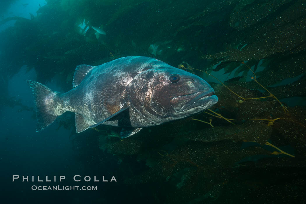 Giant black sea bass, endangered species, reaching up to 8' in length and 500 lbs, amid giant kelp forest. Catalina Island, California, USA, Stereolepis gigas, natural history stock photograph, photo id 33423