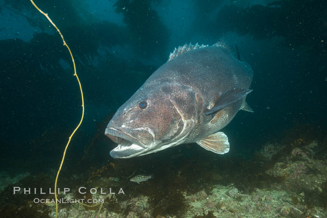 Giant black sea bass, endangered species, reaching up to 8' in length and 500 lbs, amid giant kelp forest. Catalina Island, California, USA, Stereolepis gigas, natural history stock photograph, photo id 33427