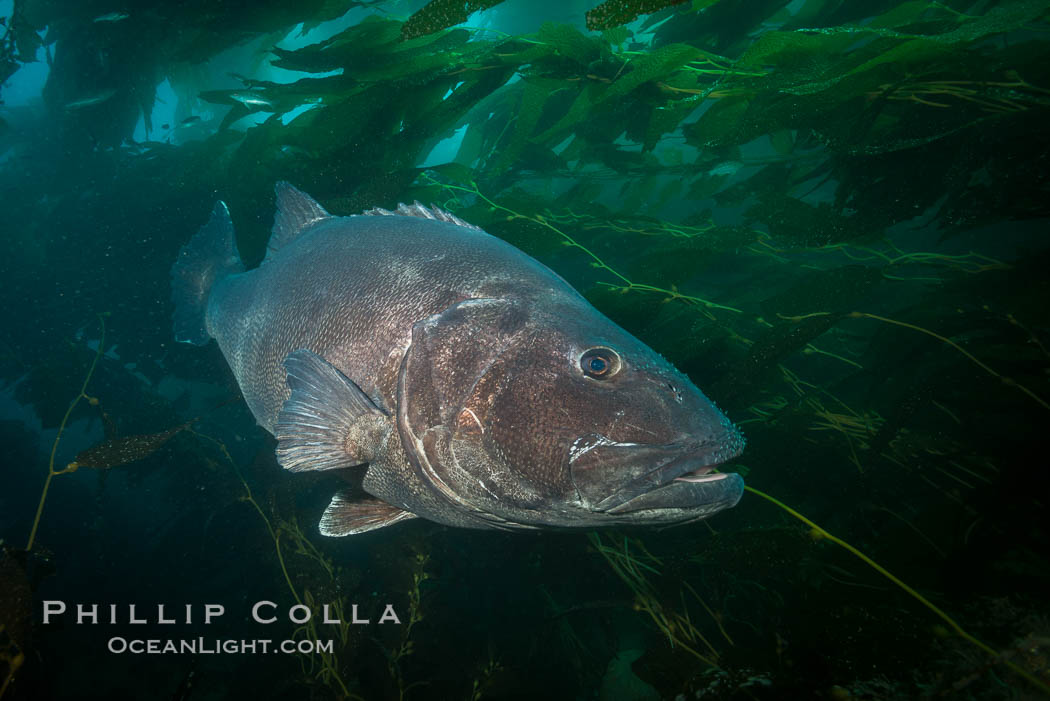 Giant black sea bass, endangered species, reaching up to 8' in length and 500 lbs, amid giant kelp forest. Catalina Island, California, USA, Stereolepis gigas, natural history stock photograph, photo id 33431