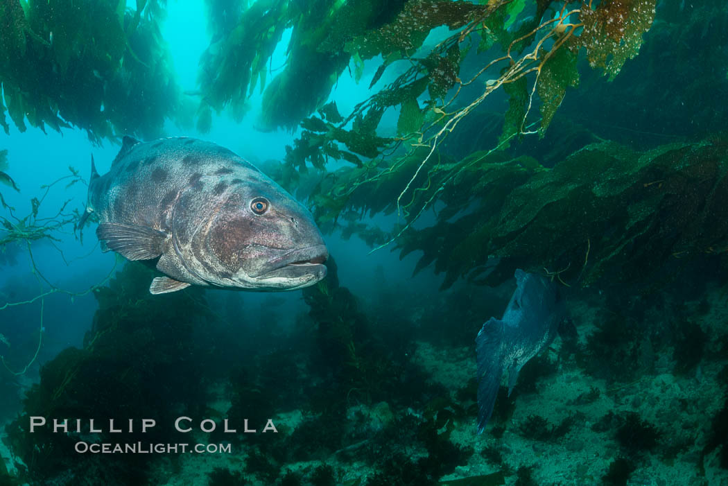 Giant black sea bass, endangered species, reaching up to 8' in length and 500 lbs, amid giant kelp forest. Catalina Island, California, USA, Stereolepis gigas, natural history stock photograph, photo id 33377