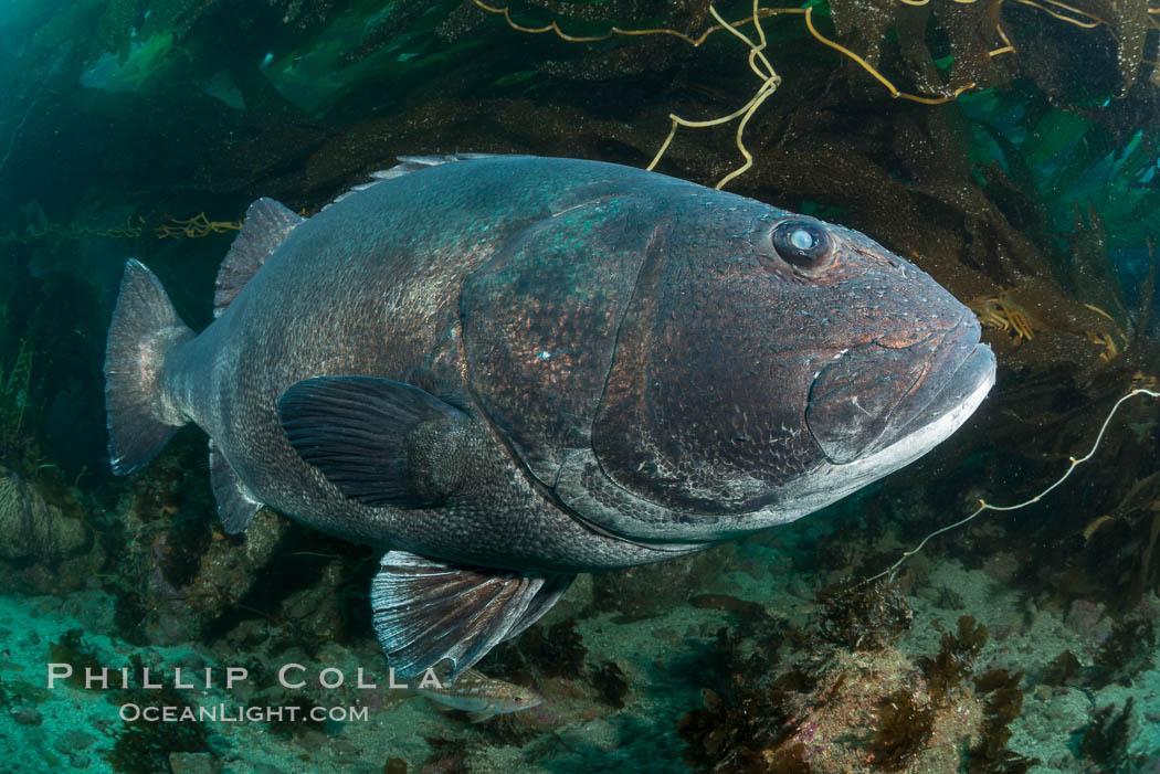 Giant black sea bass, endangered species, reaching up to 8' in length and 500 lbs, amid giant kelp forest. Catalina Island, California, USA, Stereolepis gigas, natural history stock photograph, photo id 33381
