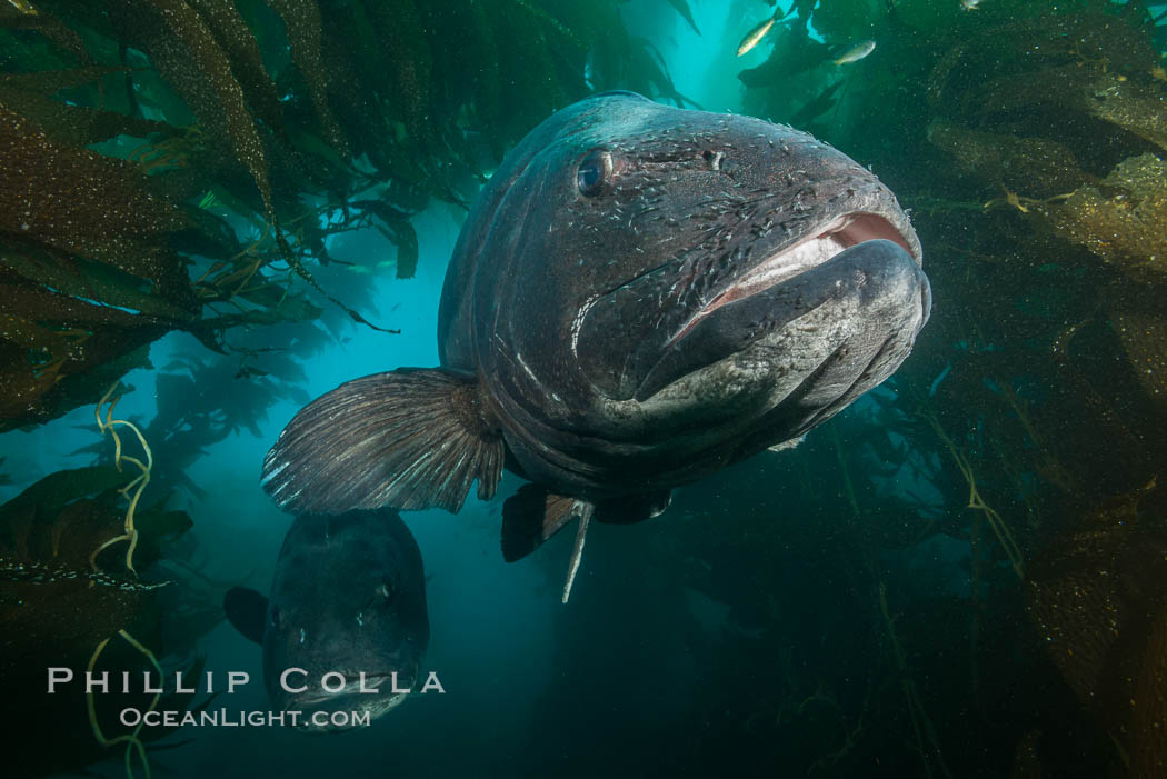 Giant Black Sea Bass, Catalina Island, Stereolepis gigas photo, California