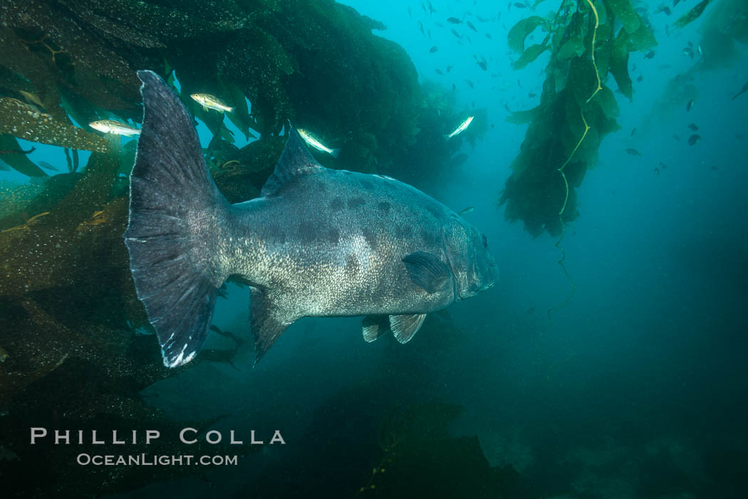Giant black sea bass, endangered species, reaching up to 8' in length and 500 lbs, amid giant kelp forest. Catalina Island, California, USA, Stereolepis gigas, natural history stock photograph, photo id 33389