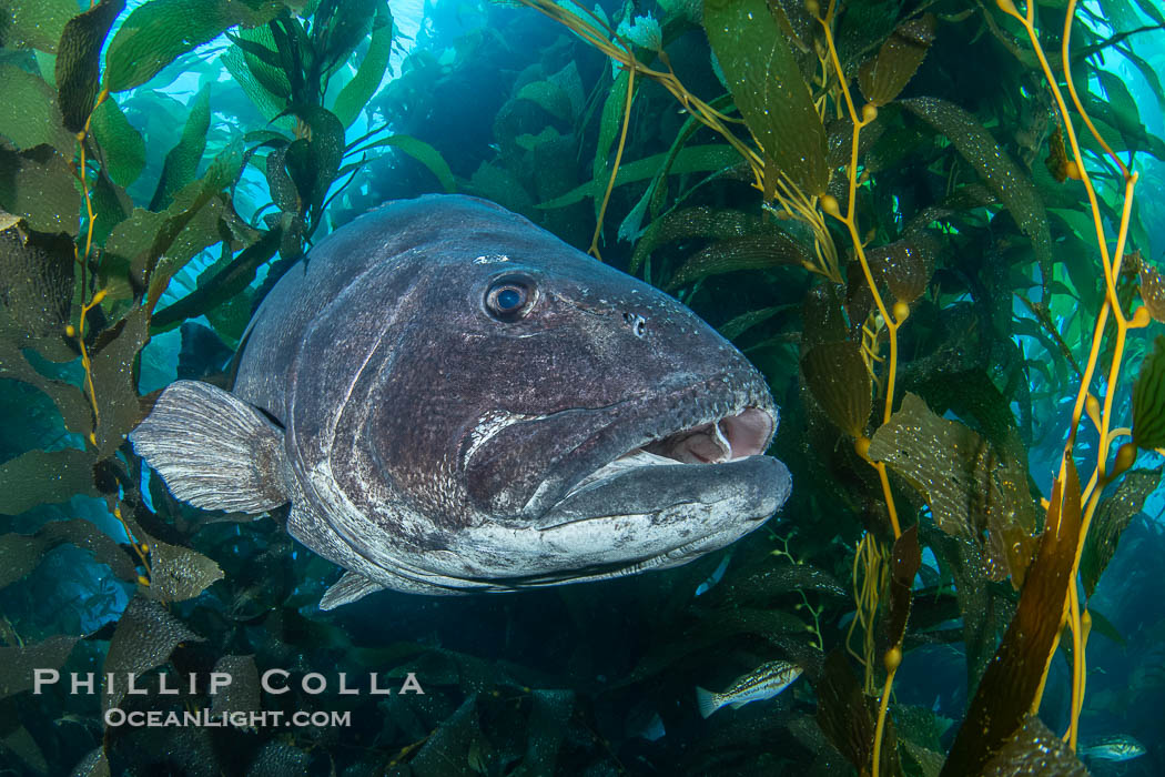 A giant black sea bass is an endangered species that can reach up to 8 feet in length and 500 pounds, often found amid the giant kelp forest, Once nearly fished to extinction and now thought to be at risk of a genetic bottleneck, the giant sea bass is slowly recovering and can be seen in summer months in California's kelp forests. Catalina Island, USA, Stereolepis gigas, natural history stock photograph, photo id 39442