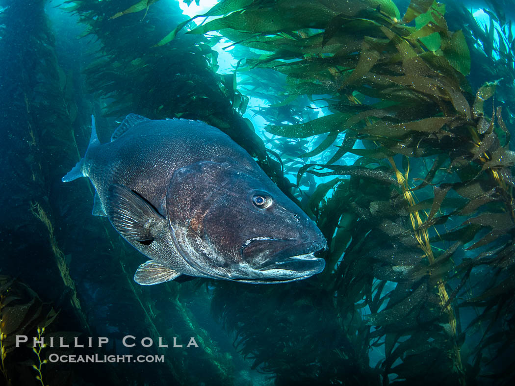 Giant black sea bass in the kelp forest at Catalina Island. California, USA, Stereolepis gigas, natural history stock photograph, photo id 39446