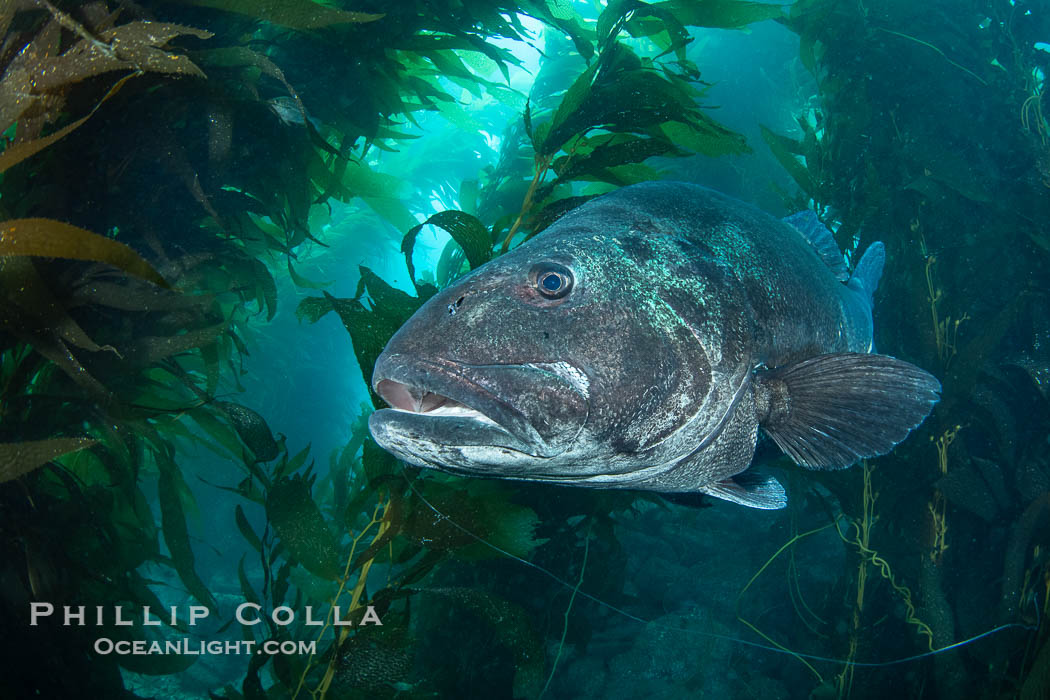 Giant black sea bass in the kelp forest at Catalina Island. California, USA, Stereolepis gigas, natural history stock photograph, photo id 39450