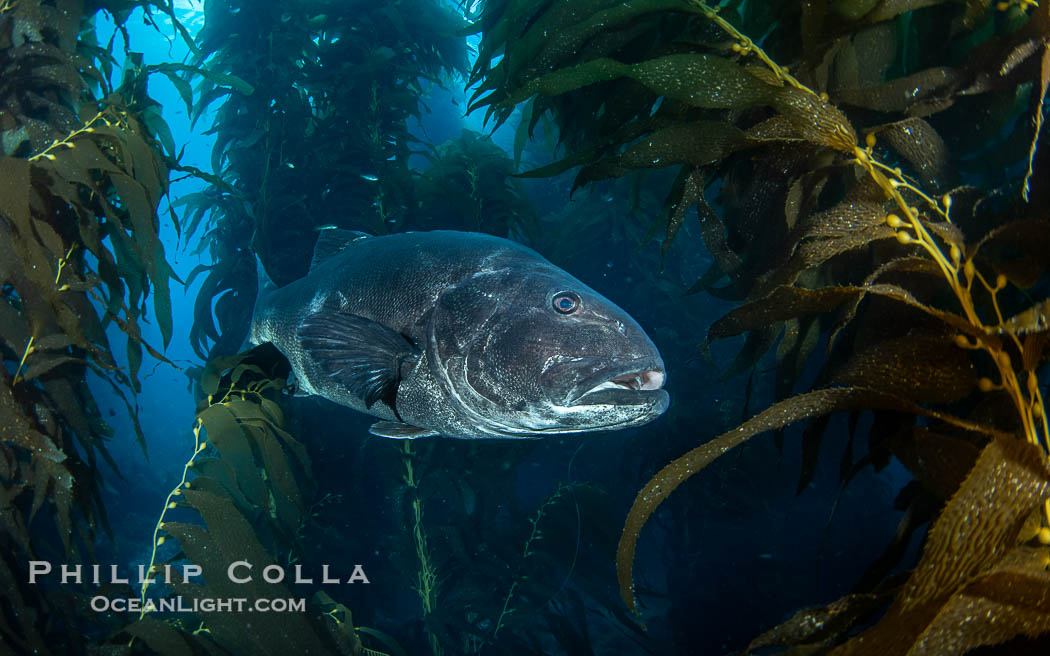 Giant black sea bass in the kelp forest at Catalina Island. California, USA, Stereolepis gigas, natural history stock photograph, photo id 39448