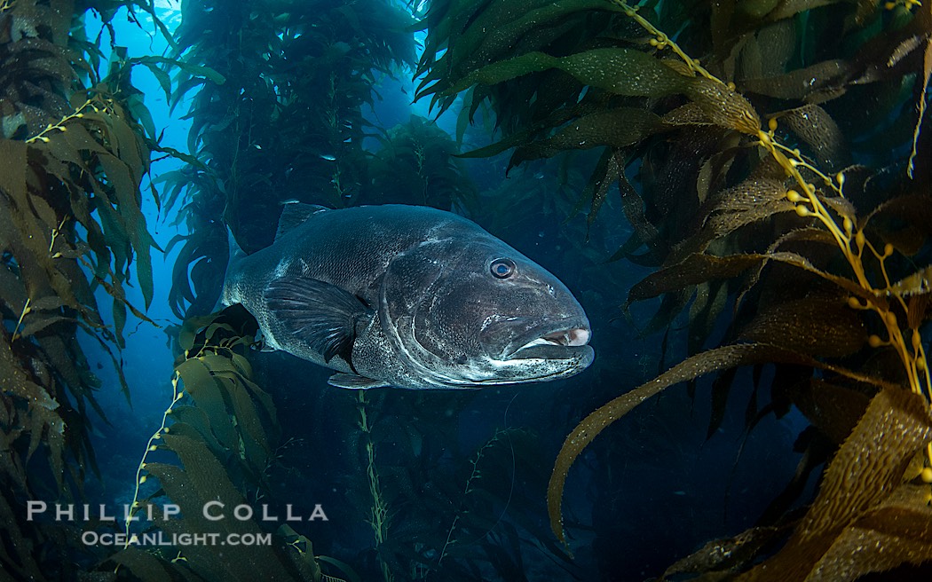 Giant black sea bass in the kelp forest at Catalina Island., Stereolepis gigas, natural history stock photograph, photo id 39448