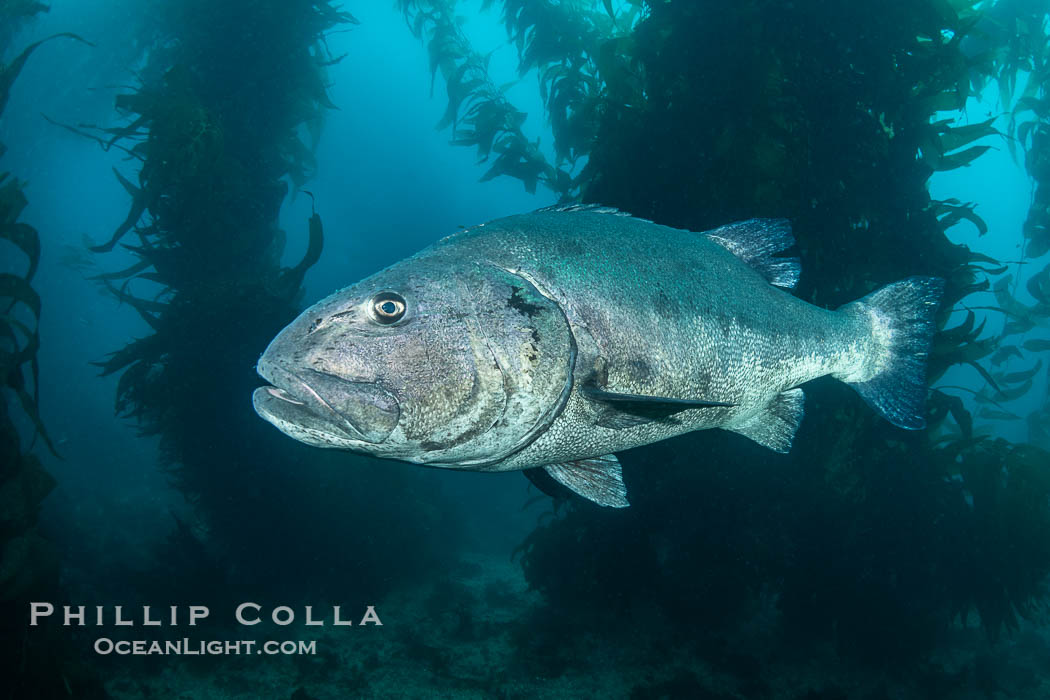 Giant black sea bass in the kelp forest at Catalina Island. An Endangered Giant Sea Bass can reach up to 8 feet in length and 500 pounds, seen here amid the giant kelp forest of Catalina Island. Once nearly fished to extinction and now thought to be at risk of a genetic bottleneck, the giant sea bass is slowly recovering and can be seen in summer months in California's kelp forests. USA, Stereolepis gigas, natural history stock photograph, photo id 39439