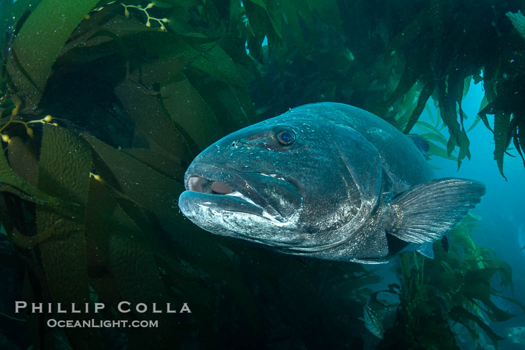 Giant black sea bass in the kelp forest at Catalina Island. California, USA, Stereolepis gigas, natural history stock photograph, photo id 39451