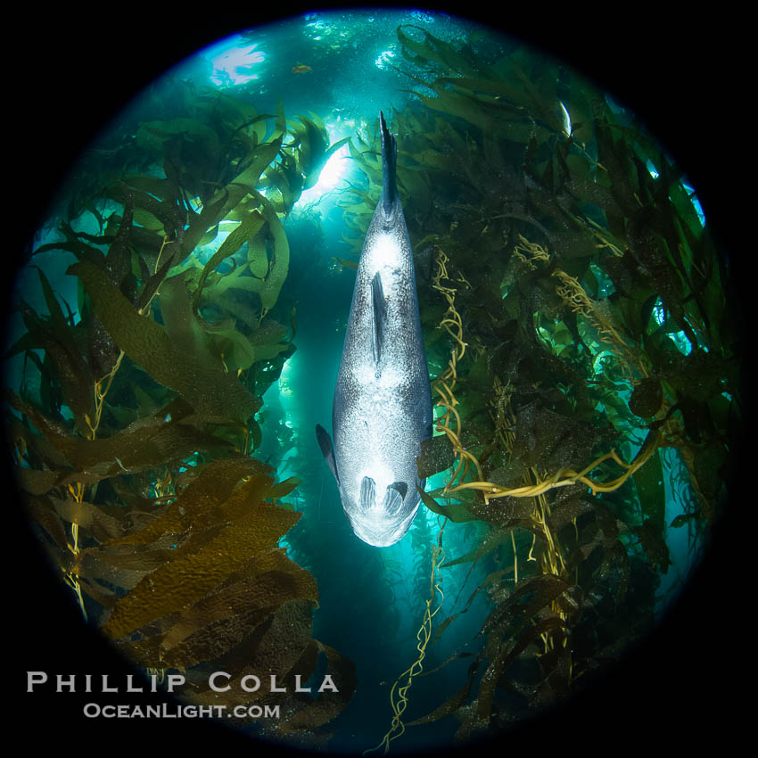 Giant Black Sea Bass in Kelp at Catalina Island. Black sea bass can reach 500 pounds and 8 feet in length. California, USA, Stereolepis gigas, natural history stock photograph, photo id 39449