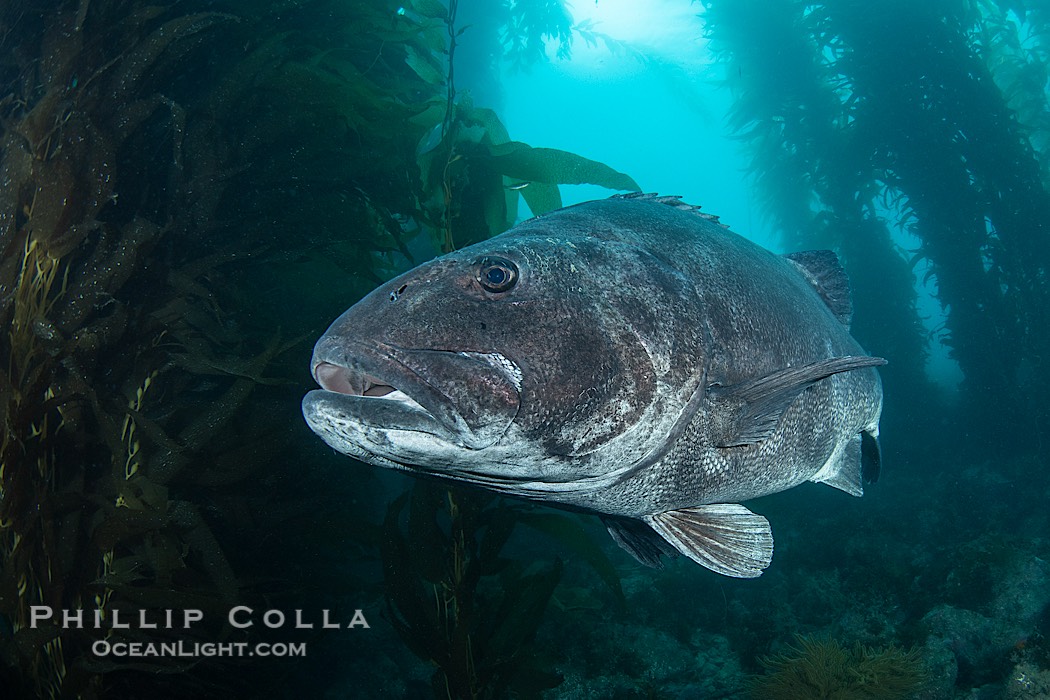 Giant black sea bass in the kelp forest at Catalina Island., Stereolepis gigas, natural history stock photograph, photo id 39457
