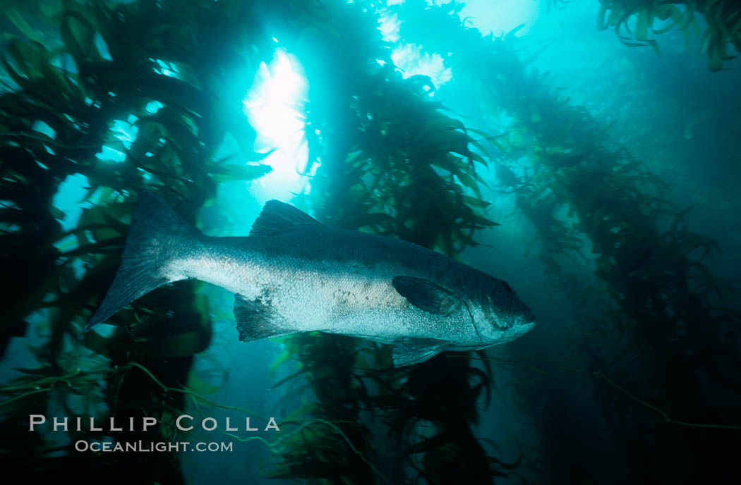 Giant black seabass in kelp forest. San Clemente Island, California, USA, Macrocystis pyrifera, Stereolepis gigas, natural history stock photograph, photo id 06267