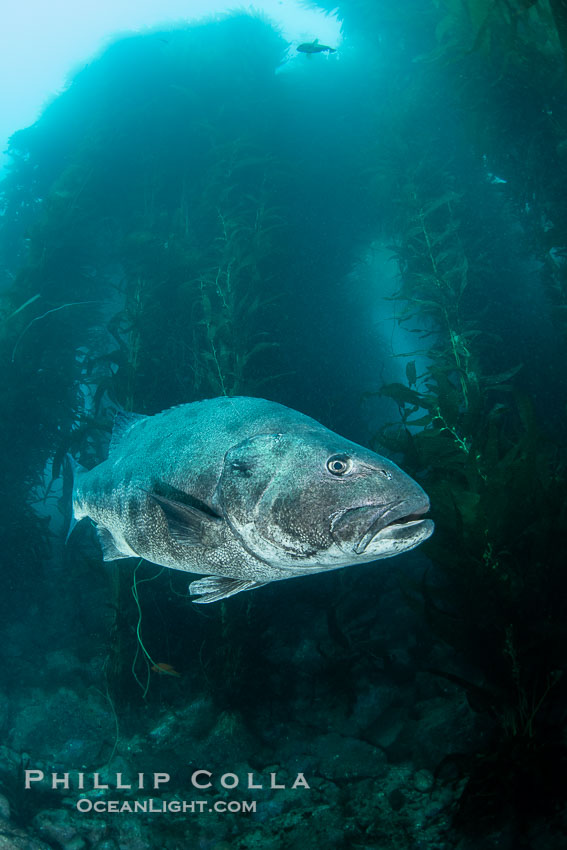 Giant Black Sea Bass with Distinctive Identifying Black Spots that allow researchers to carry out sight/resight studies on the animals distributions and growth.  Black sea bass can reach 500 pounds and 8 feet in length. Catalina Island, California, USA, Stereolepis gigas, natural history stock photograph, photo id 39454