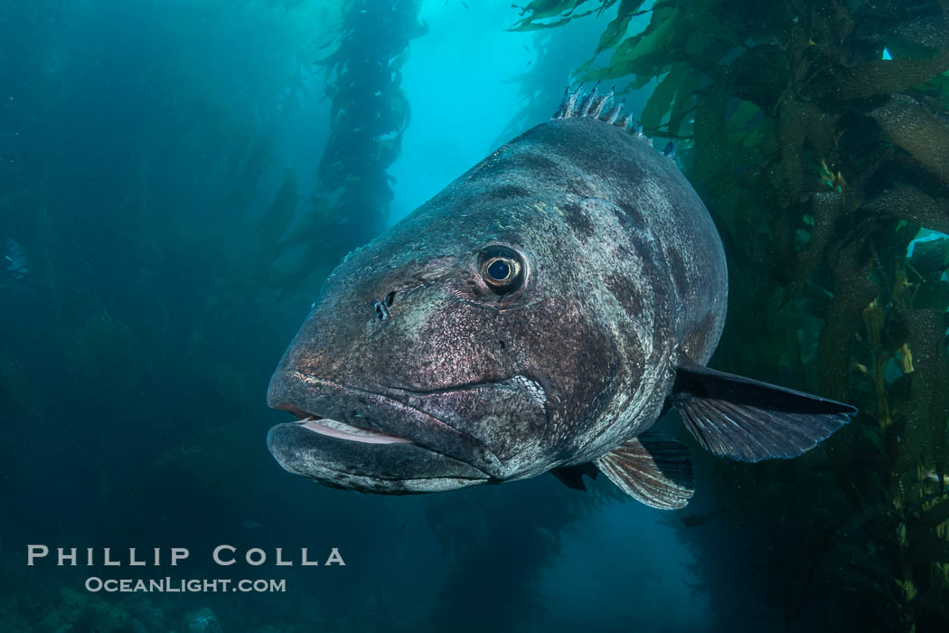 Giant Black Sea Bass with Distinctive Identifying Black Spots that allow researchers to carry out sight/resight studies on the animals distributions and growth.  Black sea bass can reach 500 pounds and 8 feet in length. Catalina Island, California, USA, Stereolepis gigas, natural history stock photograph, photo id 39455
