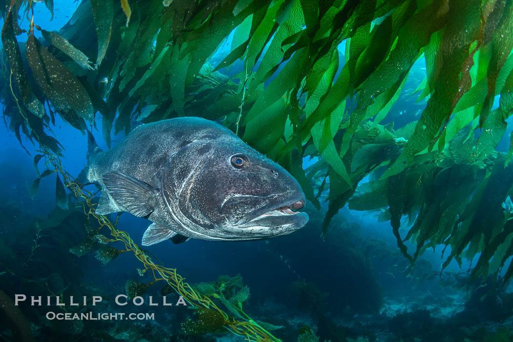 Giant Black Sea Bass with Distinctive Identifying Black Spots that allow researchers to carry out sight/resight studies on the animals distributions and growth.  Black sea bass can reach 500 pounds and 8 feet in length. Catalina Island, California, USA, Stereolepis gigas, natural history stock photograph, photo id 39433