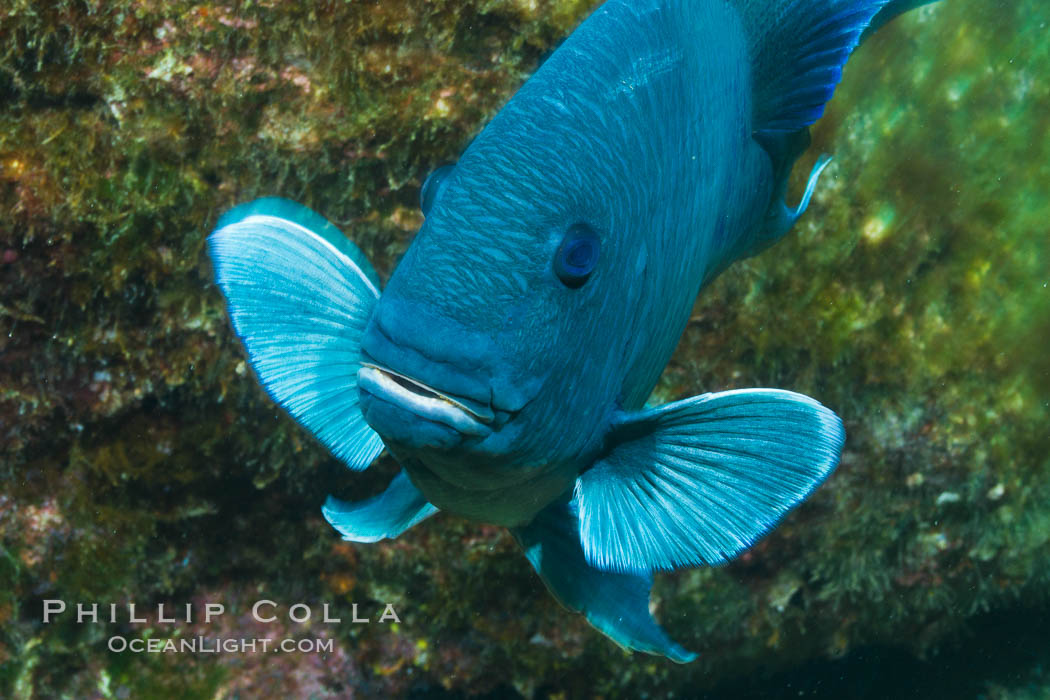 Giant damselfish, Sea of Cortez, Baja California, Mexico., Microspathodon dorsalis, natural history stock photograph, photo id 27498