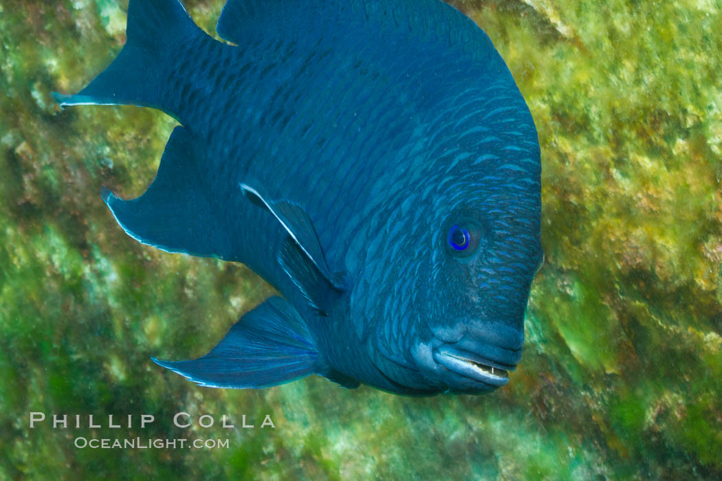 Giant damselfish, Sea of Cortez, Baja California, Mexico., Microspathodon dorsalis, natural history stock photograph, photo id 27496