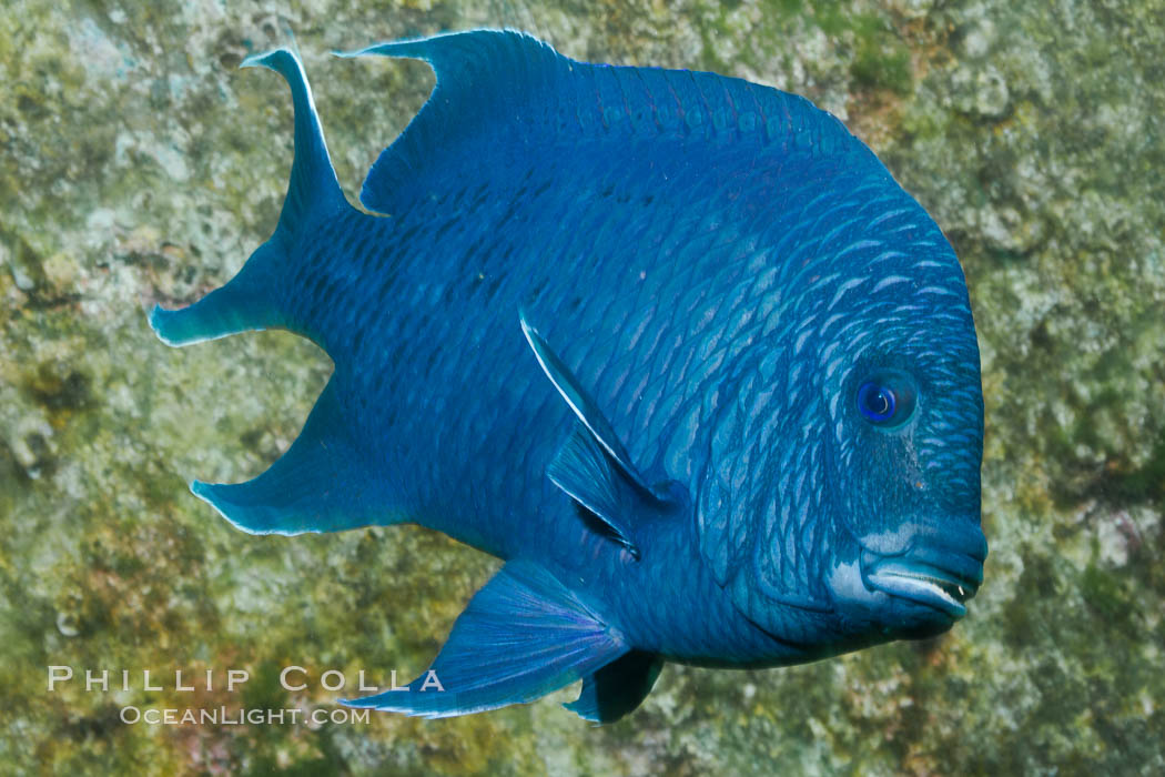 Giant damselfish, Sea of Cortez, Baja California, Mexico., Microspathodon dorsalis, natural history stock photograph, photo id 27497