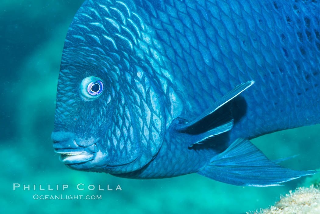 Giant damselfish, Sea of Cortez, Baja California, Mexico. Punta Alta, natural history stock photograph, photo id 33733