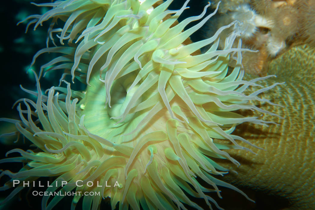 Anemone, unidentified., Anthopleura xanthogrammica, natural history stock photograph, photo id 21521