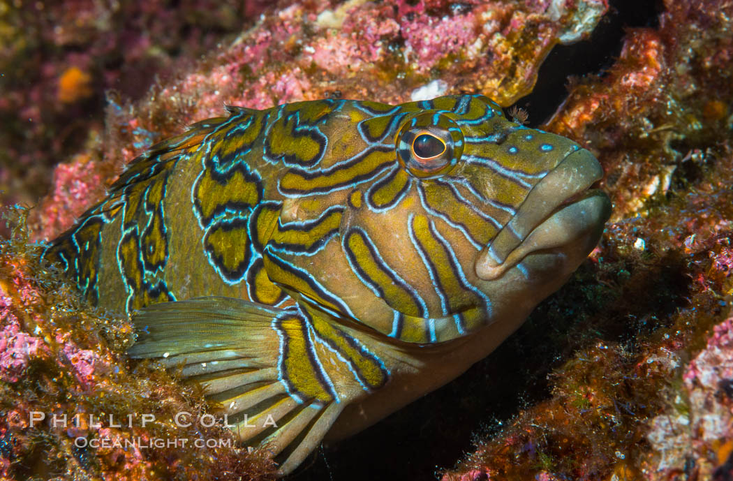 Giant Hawkfish Cirrhitus rivulatus, Sea of Cortez. Isla Las Animas, Baja California, Mexico, natural history stock photograph, photo id 33679