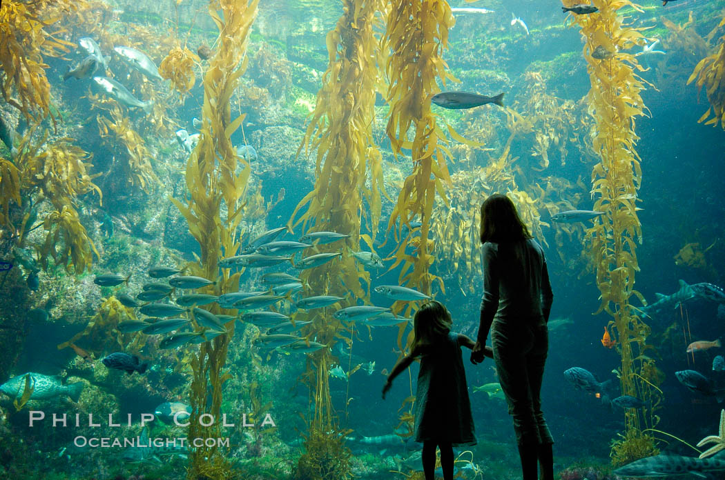 A parent and child admire the fascinating kelp forest tank at the Birch Aquarium at Scripps Institution of Oceanography, San Diego, California., Macrocystis pyrifera, natural history stock photograph, photo id 10308