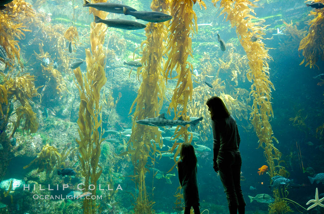 A parent and child admire the fascinating kelp forest tank at the Birch Aquarium at Scripps Institution of Oceanography, San Diego, California., Macrocystis pyrifera, natural history stock photograph, photo id 10312