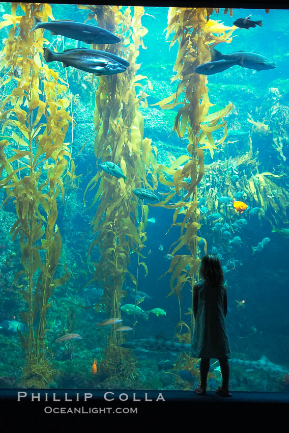 A child admires the fascinating kelp forest tank at the Birch Aquarium at Scripps Institution of Oceanography, San Diego, California., Macrocystis pyrifera, natural history stock photograph, photo id 10309