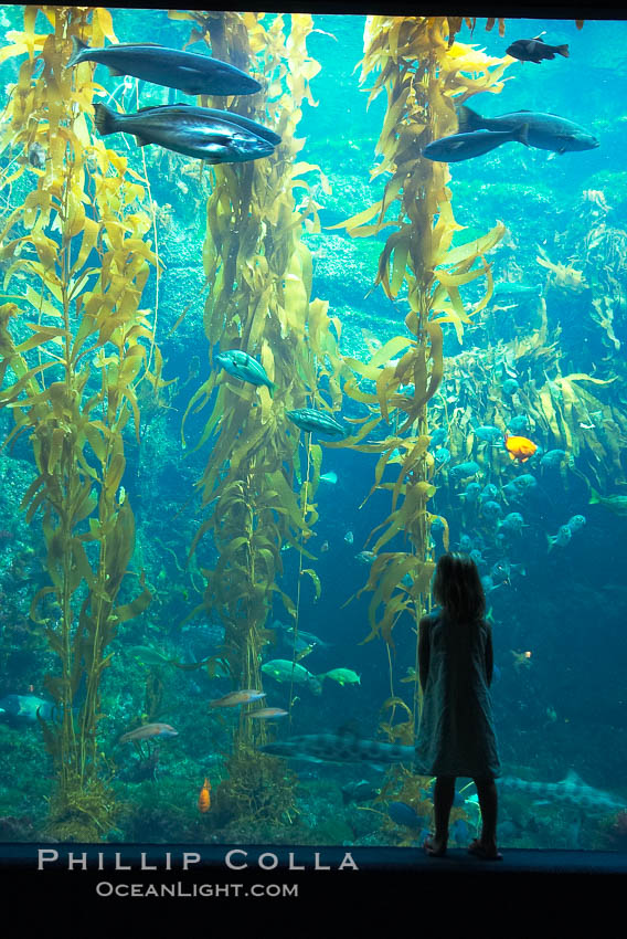 A child admires the fascinating kelp forest tank at the Birch Aquarium at Scripps Institution of Oceanography, San Diego, California., Macrocystis pyrifera, natural history stock photograph, photo id 10309