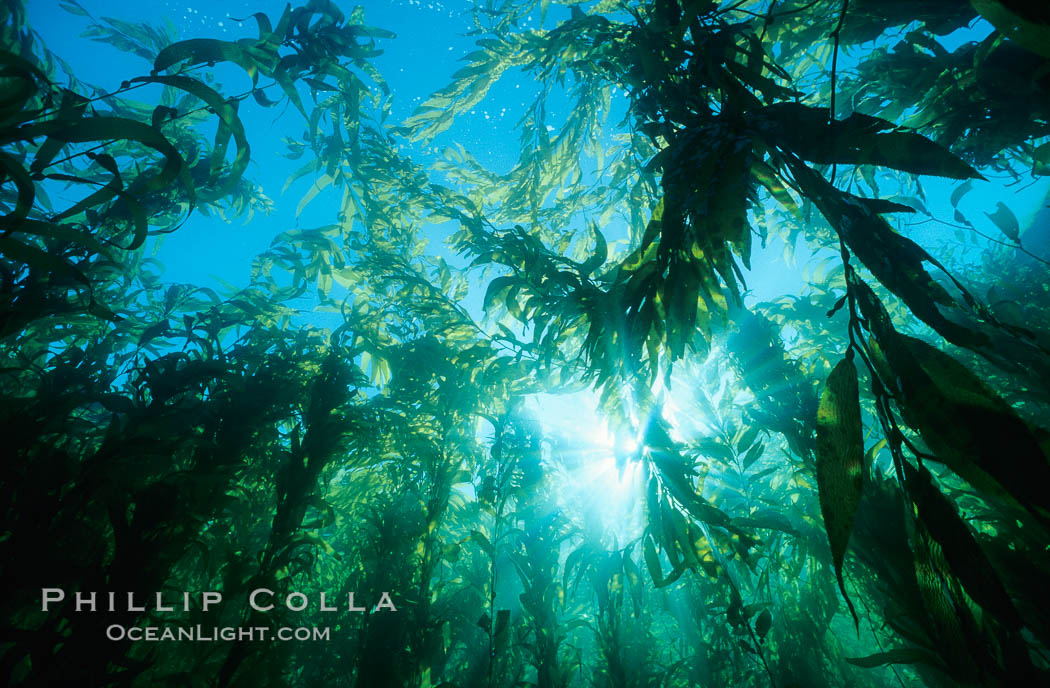 Kelp canopy. San Clemente Island, California, USA, Macrocystis pyrifera, natural history stock photograph, photo id 00250