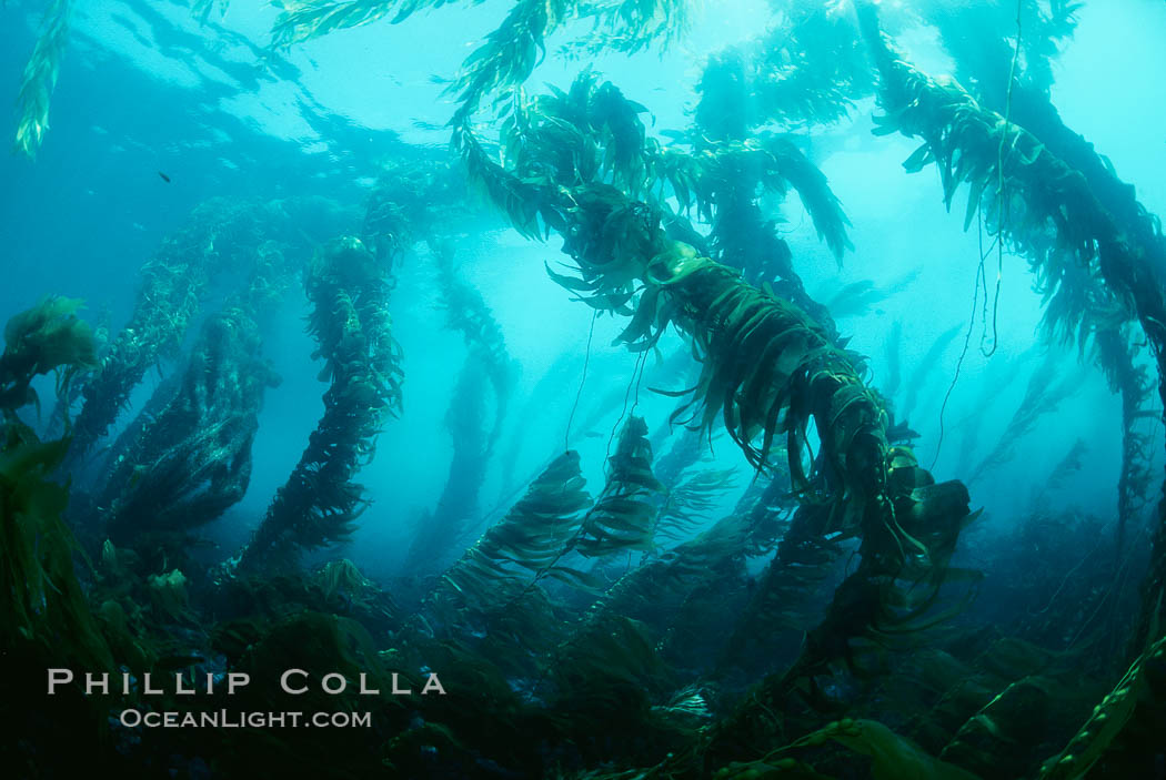 Kelp canopy. San Clemente Island, California, USA, Macrocystis pyrifera, natural history stock photograph, photo id 00602