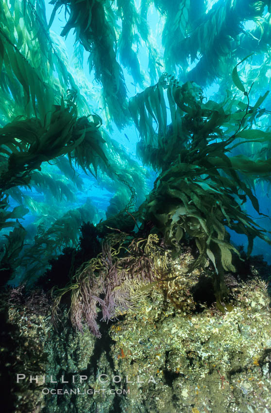 Kelp holdfast and substrate. San Clemente Island, California, USA, Macrocystis pyrifera, natural history stock photograph, photo id 00622