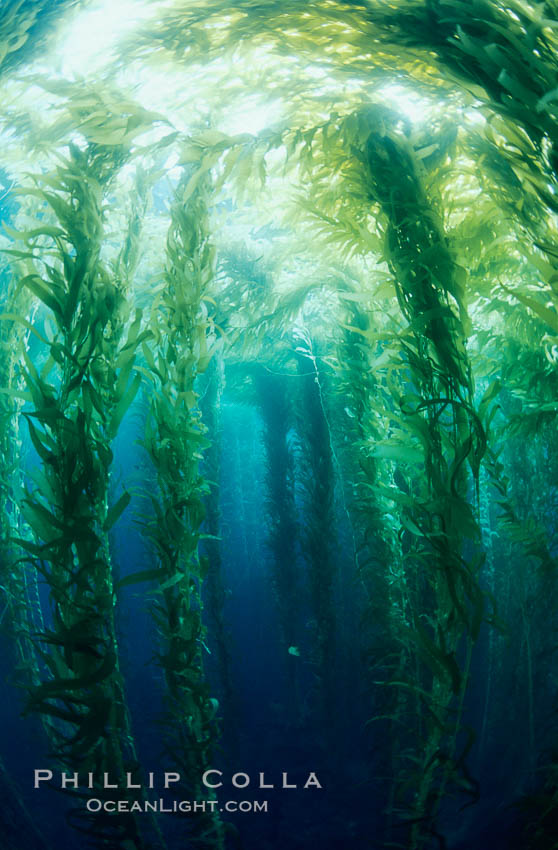 Kelp canopy. San Clemente Island, California, USA, Macrocystis pyrifera, natural history stock photograph, photo id 00600