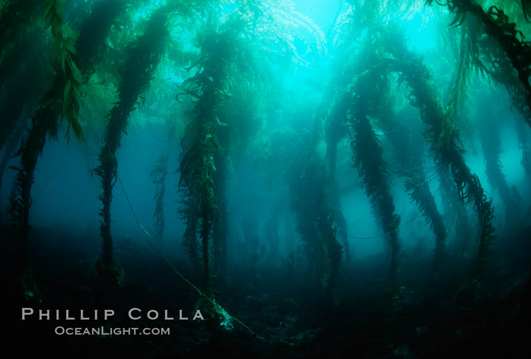 Kelp canopy. San Clemente Island, California, USA, Macrocystis pyrifera, natural history stock photograph, photo id 00603