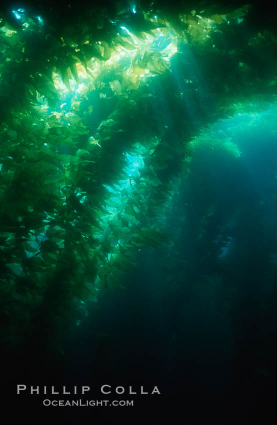 Kelp forest. San Clemente Island, California, USA, Macrocystis pyrifera, natural history stock photograph, photo id 00987