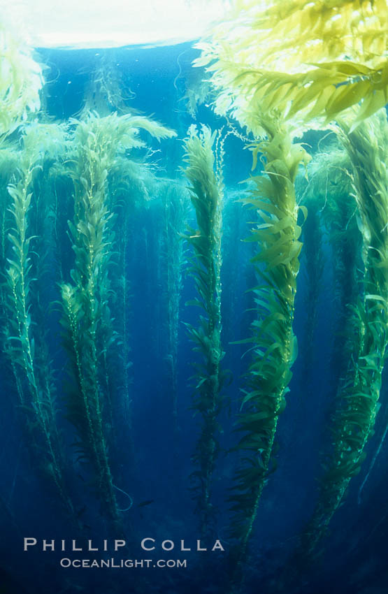 Kelp canopy. San Clemente Island, California, USA, Macrocystis pyrifera, natural history stock photograph, photo id 00601