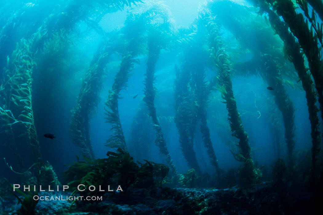 Kelp forest. San Clemente Island, California, USA, Macrocystis pyrifera, natural history stock photograph, photo id 00609