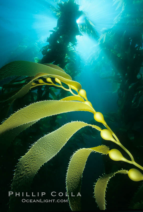 Kelp frond showing pneumatocysts, Macrocystis pyrifera photo, San