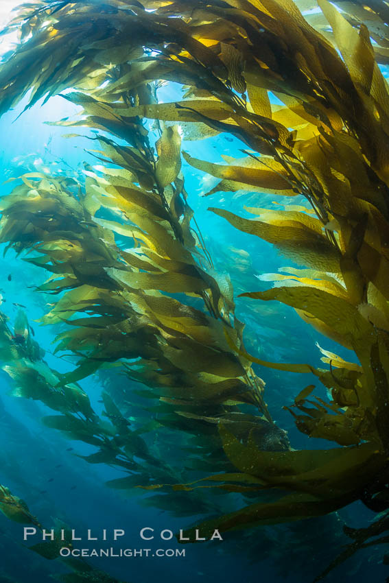Sunlight streams through giant kelp forest. Giant kelp, the fastest growing plant on Earth, reaches from the rocky reef to the ocean's surface like a submarine forest. Catalina Island, California, USA, Macrocystis pyrifera, natural history stock photograph, photo id 33442