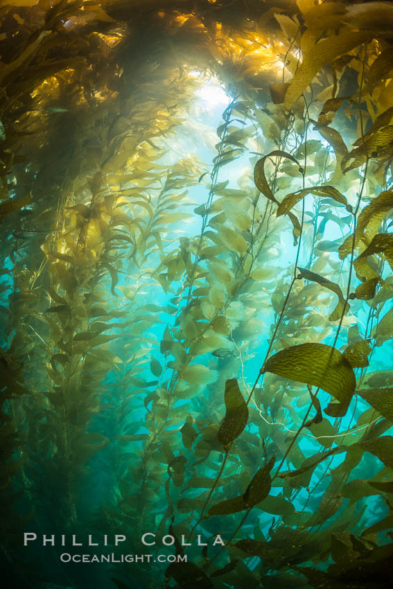 Sunlight streams through giant kelp forest. Giant kelp, the fastest growing plant on Earth, reaches from the rocky reef to the ocean's surface like a submarine forest. Catalina Island, California, USA, Macrocystis pyrifera, natural history stock photograph, photo id 33450