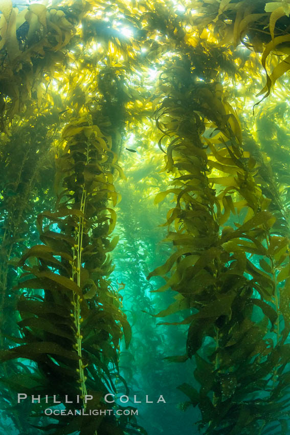 Sunlight glows throughout a giant kelp forest. Giant kelp, the fastest growing plant on Earth, reaches from the rocky reef to the ocean's surface like a submarine forest, Macrocystis pyrifera, San Clemente Island