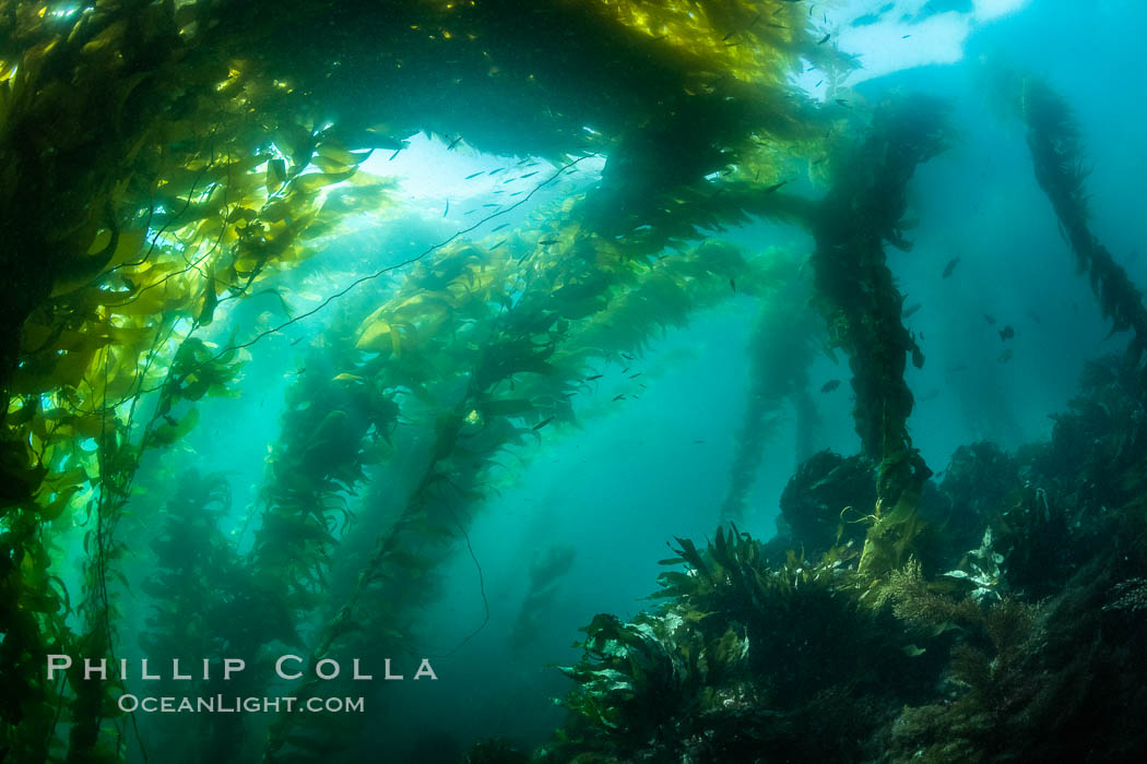 Sunlight glows throughout a giant kelp forest. Giant kelp, the fastest growing plant on Earth, reaches from the rocky reef to the ocean's surface like a submarine forest. San Clemente Island, California, USA, Macrocystis pyrifera, natural history stock photograph, photo id 37102