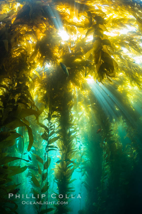 Sunlight streams through giant kelp forest. Giant kelp, the fastest growing plant on Earth, reaches from the rocky reef to the ocean's surface like a submarine forest. Catalina Island, California, USA, Macrocystis pyrifera, natural history stock photograph, photo id 33436