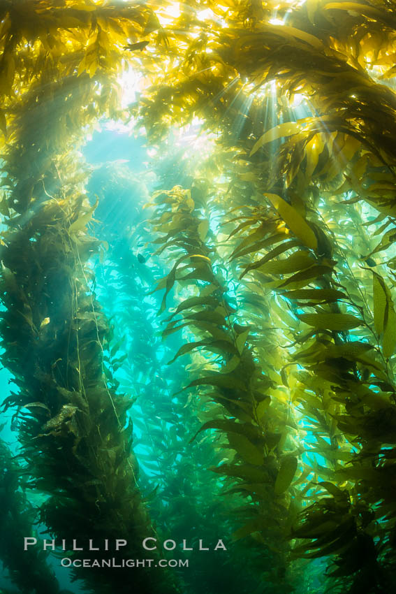 Sunlight streams through giant kelp forest. Giant kelp, the fastest growing plant on Earth, reaches from the rocky reef to the ocean's surface like a submarine forest. Catalina Island, California, USA, Macrocystis pyrifera, natural history stock photograph, photo id 33452